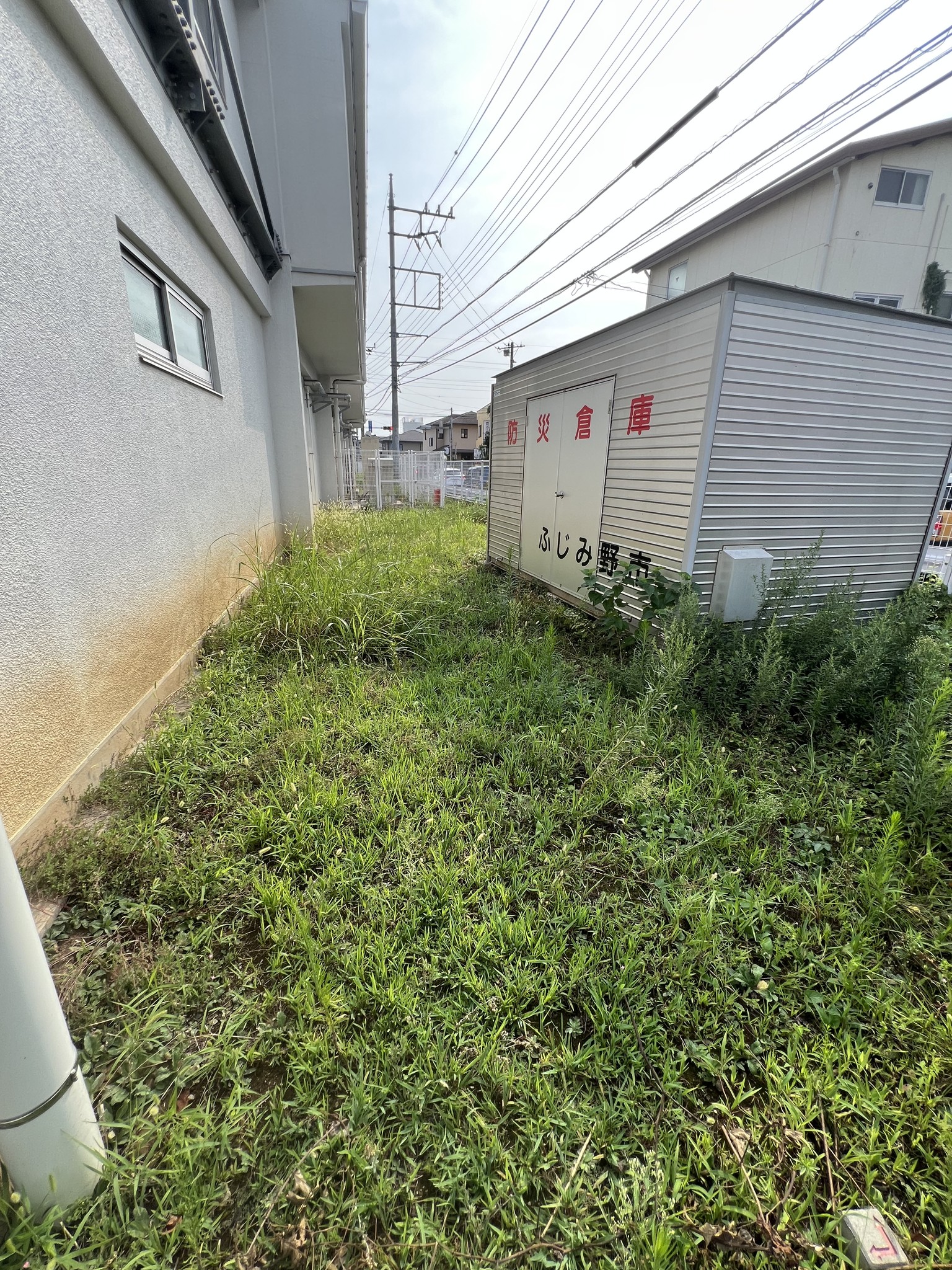 草刈り前の雑草