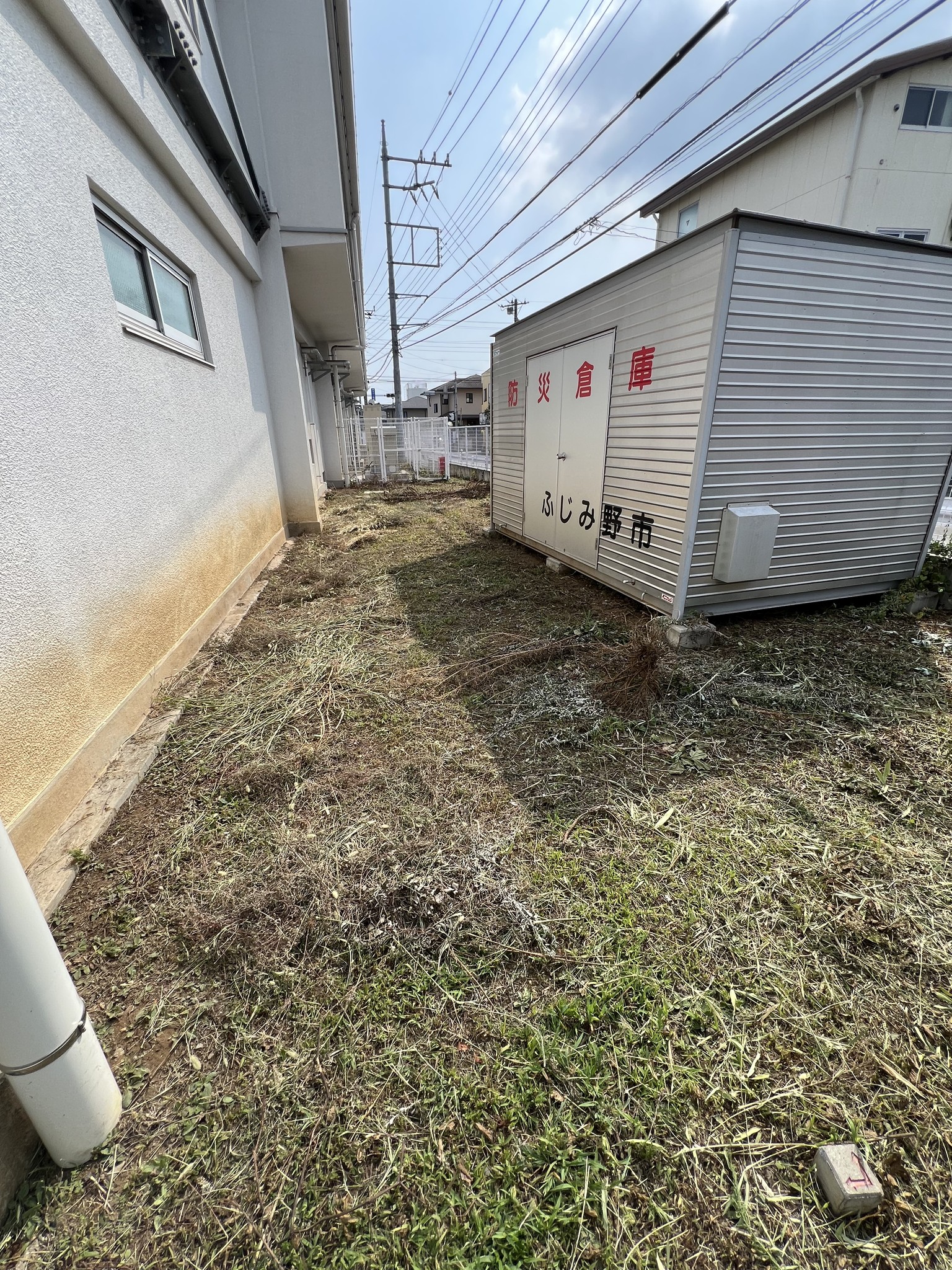 草刈り後の雑草